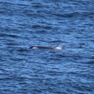 Balaenoptera acutorostrata at Batemans Marine Park - 5 Jul 2020 04:20 PM