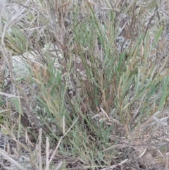 Bossiaea grayi (Murrumbidgee Bossiaea) at Lower Molonglo - 10 May 2020 by irayner