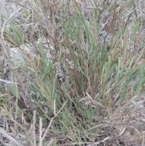 Bossiaea grayi at Molonglo River Reserve - suppressed