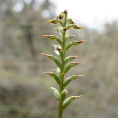 Corunastylis clivicola (Rufous midge orchid) at Aranda Bushland - 5 Apr 2014 by AaronClausen