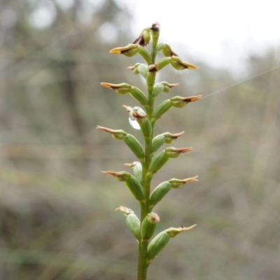 Corunastylis clivicola (Rufous midge orchid) at Aranda, ACT - 5 Apr 2014 by AaronClausen