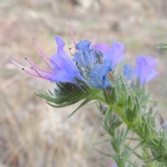 Echium vulgare (Vipers Bugloss) at Tuggeranong DC, ACT - 20 Feb 2020 by michaelb