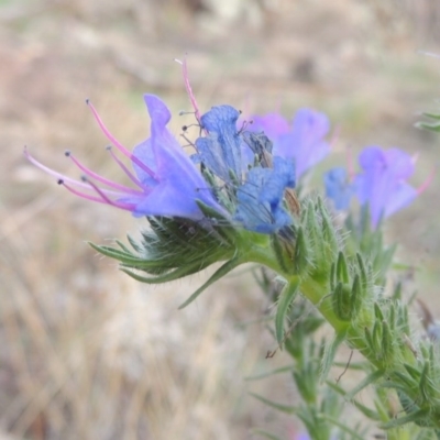 Echium vulgare (Vipers Bugloss) at Bullen Range - 20 Feb 2020 by michaelb