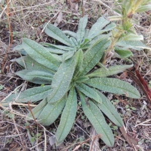 Echium vulgare at Tuggeranong DC, ACT - 20 Feb 2020 08:40 PM