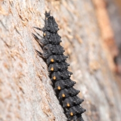 Porrostoma rhipidium (Long-nosed Lycid (Net-winged) beetle) at ANBG - 30 Jun 2020 by TimL
