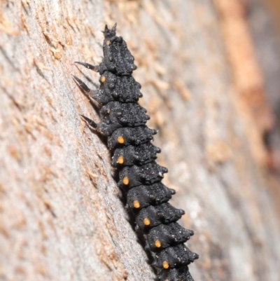 Porrostoma rhipidium (Long-nosed Lycid (Net-winged) beetle) at Hackett, ACT - 30 Jun 2020 by TimL