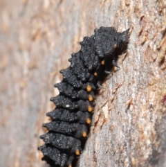 Porrostoma rhipidium at Hackett, ACT - 30 Jun 2020