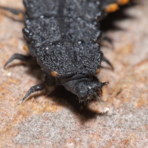 Porrostoma rhipidium at Hackett, ACT - 30 Jun 2020