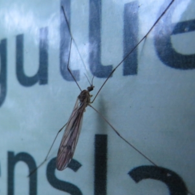 Tipulidae or Limoniidae (family) (Unidentified Crane Fly) at ANBG - 3 Jul 2020 by Christine