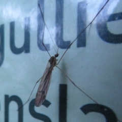 Tipulidae or Limoniidae (family) (Unidentified Crane Fly) at Acton, ACT - 3 Jul 2020 by Christine