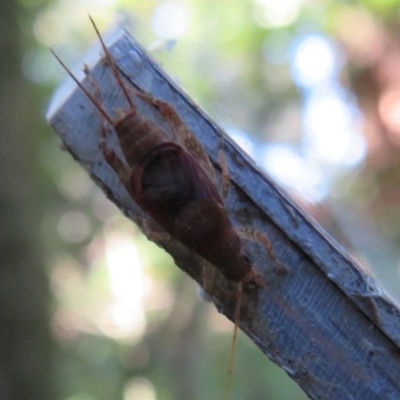 Ornebius sp. (genus) (Scaled Cricket) at ANBG - 3 Jul 2020 by Christine