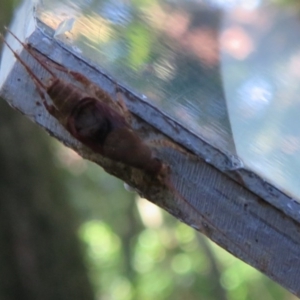 Ornebius sp. (genus) at Acton, ACT - 3 Jul 2020