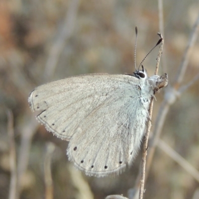 Candalides heathi (Rayed Blue) at Tuggeranong DC, ACT - 20 Feb 2020 by MichaelBedingfield
