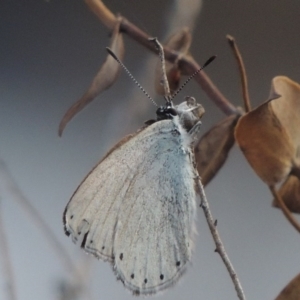 Candalides heathi at Tuggeranong DC, ACT - 20 Feb 2020 08:28 PM