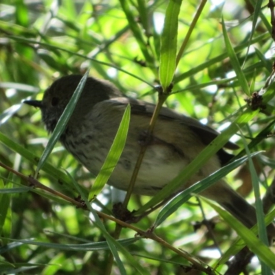 Acanthiza pusilla (Brown Thornbill) at Acton, ACT - 3 Jul 2020 by Christine