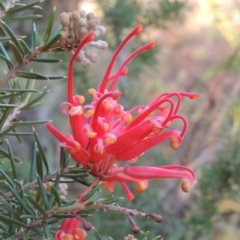 Grevillea juniperina (Grevillea) at Tuggeranong DC, ACT - 20 Feb 2020 by michaelb