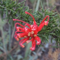 Grevillea juniperina at Tuggeranong DC, ACT - 20 Feb 2020