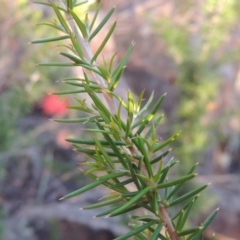 Grevillea juniperina at Tuggeranong DC, ACT - 20 Feb 2020