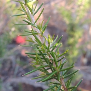 Grevillea juniperina at Tuggeranong DC, ACT - 20 Feb 2020 08:14 PM