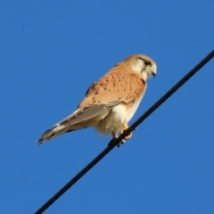 Falco cenchroides (Nankeen Kestrel) at Broulee Moruya Nature Observation Area - 6 Jul 2020 by LisaH