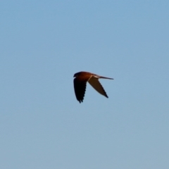 Falco cenchroides at Moruya, NSW - 6 Jul 2020