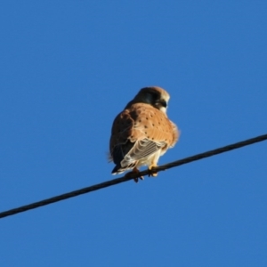 Falco cenchroides at Moruya, NSW - 6 Jul 2020 10:12 AM