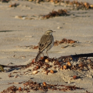 Anthus australis at Broulee, NSW - 6 Jul 2020