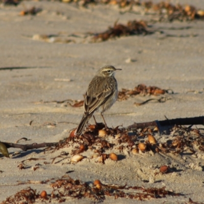 Anthus australis (Australian Pipit) at Broulee Moruya Nature Observation Area - 5 Jul 2020 by LisaH
