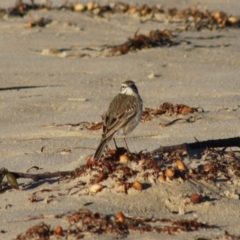 Anthus australis at Broulee, NSW - 6 Jul 2020 09:38 AM
