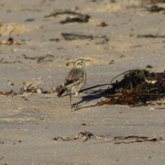 Anthus australis at Broulee, NSW - 6 Jul 2020