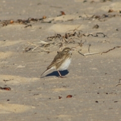 Anthus australis at Broulee, NSW - 6 Jul 2020