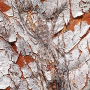 Tamopsis sp. (genus) at Acton, ACT - 5 Jul 2020