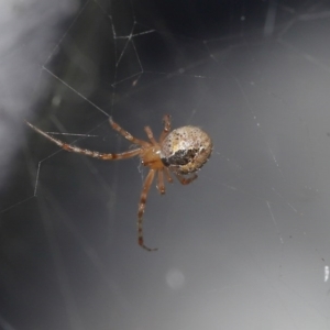 Theridiidae (family) at Acton, ACT - 5 Jul 2020