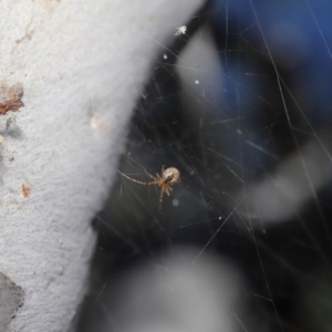 Theridiidae (family) at Acton, ACT - 5 Jul 2020