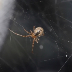 Theridiidae (family) at Acton, ACT - 5 Jul 2020