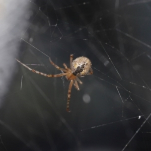 Theridiidae (family) at Acton, ACT - 5 Jul 2020