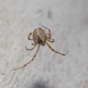 Theridiidae (family) at Acton, ACT - 5 Jul 2020