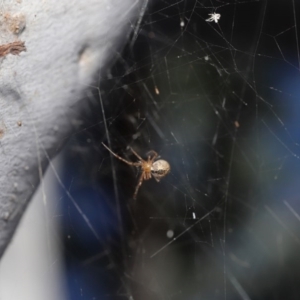 Theridiidae (family) at Acton, ACT - 5 Jul 2020
