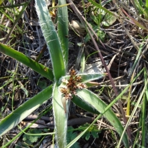 Luzula sp. at Murrumbateman, NSW - 5 Jul 2020 02:55 PM