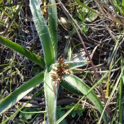 Luzula (genus) (Woodrush) at Murrumbateman, NSW - 5 Jul 2020 by JanetRussell