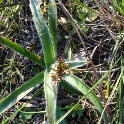 Luzula sp. (Woodrush) at Murrumbateman, NSW - 5 Jul 2020 by JanetRussell