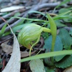 Pterostylis nutans (Nodding Greenhood) at Molonglo Valley, ACT - 5 Jul 2020 by CathB