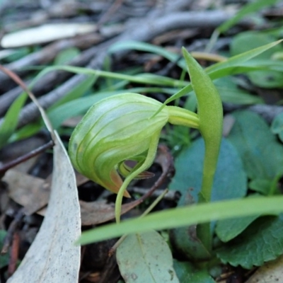Pterostylis nutans (Nodding Greenhood) at Point 4376 - 5 Jul 2020 by CathB