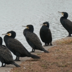 Phalacrocorax carbo (Great Cormorant) at Coombs, ACT - 6 Jul 2020 by Hutch68