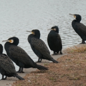 Phalacrocorax carbo at Coombs, ACT - 6 Jul 2020