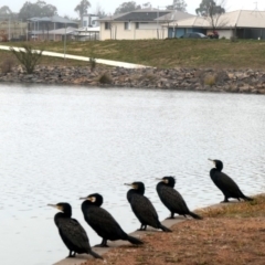 Phalacrocorax carbo at Coombs, ACT - 6 Jul 2020 02:20 AM