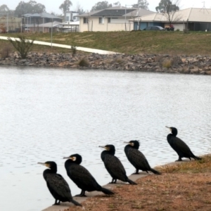 Phalacrocorax carbo at Coombs, ACT - 6 Jul 2020