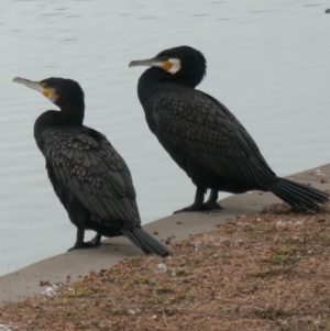 Phalacrocorax carbo at Coombs, ACT - 6 Jul 2020