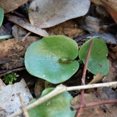 Corysanthes incurva (Slaty Helmet Orchid) at Aranda Bushland - 5 Jul 2020 by CathB