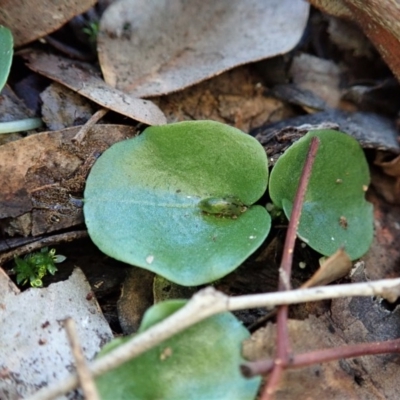 Corysanthes incurva (Slaty Helmet Orchid) at Aranda, ACT - 5 Jul 2020 by CathB